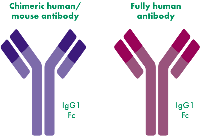 Antibodies